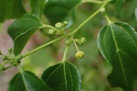 Image result for Colubrina asiatica