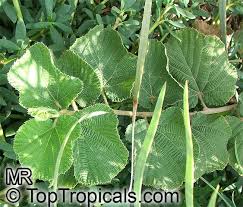 Image result for Grewia villosa