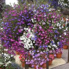Hanging Basket Flowers 10 Of The Best Buys Ideal Home Plants Ground Cover Plants Lobelia Flowers