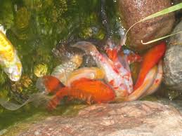 Koi eggs this is what a fertilize koi eggs looks like you need to know. Why Are My Koi Fighting Aquascape Inc