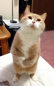 民生 愉快な仲間たち on twitter cats cute cats funny animals