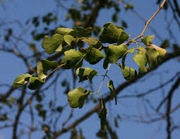 Image result for Acacia nigrescens