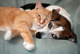 Although some body postures, such as the tail's position, are interpreted differently by the two species, the greater proportions of dogs and cats show a relaxed response to several kinds of approaches of their roommate. 27 Cute Pictures Of Cats And Dogs Living Together In Perfect Harmony