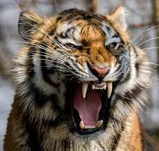 Attention, à ne pas confondre ! Tigre Enojado Animals Cats Photography