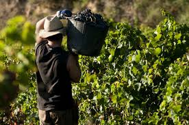 Les producteurs de vins sont des personnes ou des entreprises qui produisent des biens voici la définition de notre dictionnaire viticole pour producteurs de vins. L Italie Premier Producteur Mondial De Vin Donne Le Coup D Envoi De Ses Vendanges