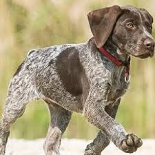 A german shorthaired pointer mix will probably be cheaper to buy than a pedigree puppy, but will incur the same lifetime costs. German Shorthaired Pointer Temperament Size Colors