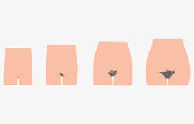 Before we get stuck into the bushes, here's a full and very hairy history of women's pubic hair. Female Pubic Hair Growth Puberty Hair Png Free Transparent Clipart Clipartkey