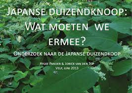 Maybe you would like to learn more about one of these? Japanse Duizendknoop Wat Moeten We Ermee By Hylke Pander Issuu