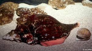 Although known as a horse conch, this is not a true conch, as it is not in the family strombidae. Adw Pleuroploca Gigantea Information