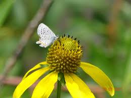 Image result for Pearsonia cajanifolia