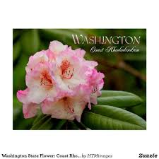 Washington State Flower Coast Rhododendron Postcard Zazzle Com In 2020 Rhododendron Washington State Flowers