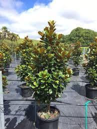 They shouldn't require any pruning at all if they are healthy and growing strongly. Magnolia Teddy Bear Trees 55 Litre Shop Online