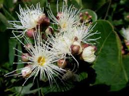 Image result for Syzygium cordatum