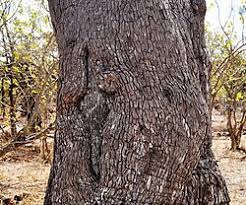Image result for Combretum imberbe