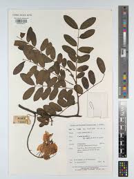 Image result for Cassia agnes