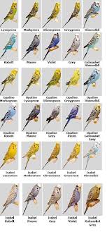 Image Result For Budgerigar Colour Chart Pet Birds
