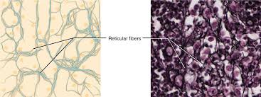 The connective tissue matrix consists of various cells that function to hold tissues together. Connective Tissue Human Biology Openstax Cnx