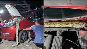 Clomètan berteriak tak beraturan/bersahutan, ngomong sembarangan; Ada Darah Menitik Bau Bangkai Rupanya Dalam Kereta Ada Ular Sawa Sebesar Lengan Lelaki Dewasa