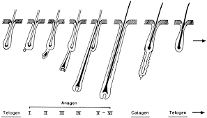 The root of the hair is made up of protein cells and. Fig 2