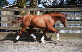 If you are like most, you will probably obtain your. The Dark Side Of The Horse Industry Milestone Equestrian