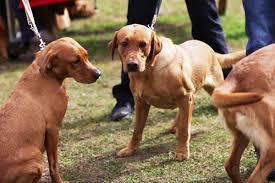 Jeremy Clarkson visits The Farmers Dog Labrador meet-up | The Hunts Post