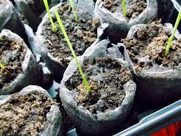 Check spelling or type a new query. Seed Starting Problems How To Stop White Fungus On Soil