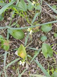 Image result for Carrichtera annua