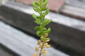 Image result for Lepidium bonariense