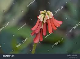 Image result for Monopsis zeyheri