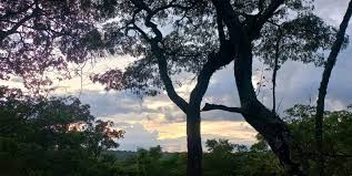 Image result for Cyphia mazoensis