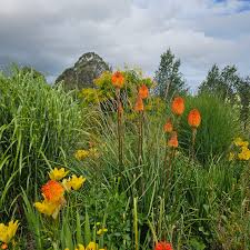 Image result for Kniphofia linearifolia