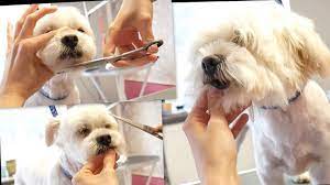 Youtube Havanese Puppies Havanese Puppies