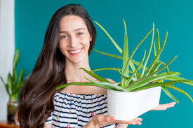 Image result for Aloe