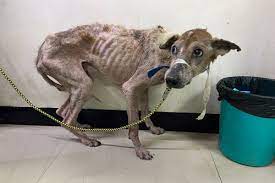 Skin infection, bones visible: Three more dogs at IIT-M found severely malnourished