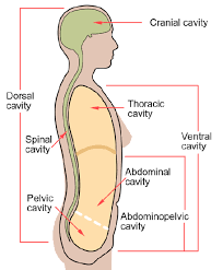 Woman body with interior organs superimposed. 10 5 Human Body Cavities Biology Libretexts