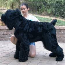 Oiran Iz Sozvezdija Streltsa I Devy Black Russian Terriers