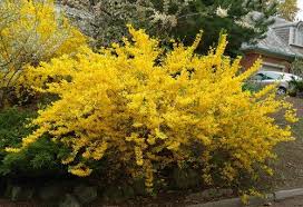 Northern Gold Forsythia Jpg 500 342 Planting Shrubs Live Plants Plants