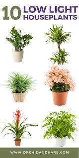 We did not find results for: 10 Low Light House Plants Indoor Plants That Grow Without Sunlight Low Light House Plants Low Light Plants Indoor Plants