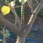 Image result for Erythrina madagascariensis