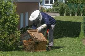 The most popular hive, the langstroth, was invented in 1852 by apiarist lorenzo. How Much Space Do I Need To Have A Beehive Honey And Beekeeping