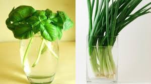 Lalu, masukkan daun bawang tersebut ke dalam air di botol. Sederet Bunga Dan Sayuran Yang Bisa Tumbuh Hanya Dengan Media Segelas Air Halaman All Tribun Jakarta