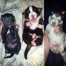 Bernese Mountain Dog Raises 10 Pups From 4 Litters At Once