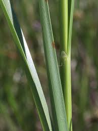 Image result for Pycreus nigricans