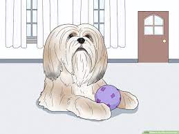 We did not find results for: 3 Ways To Identify A Lhasa Apso Wikihow