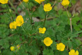 Der scharfe hahnenfuß (ranunculus acris) ist eine heimische wildstaude. Ranunculus Bulbosus Knolliger Hahnenfuss