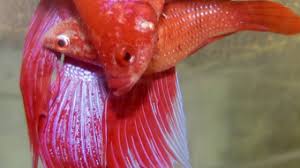 Is My Betta Fish Pregnant Signs And Symptoms Of An Expectant Betta Fish Care