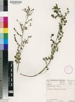 Image result for Phyllanthus nummulariifolius