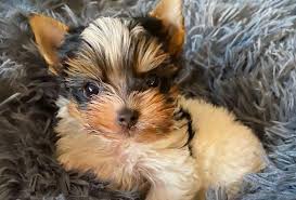 Check spelling or type a new query. Loving And Loyal Is The Eye Catching Parti Yorkie Right For You K9 Web