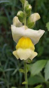 Image result for Antirrhinum