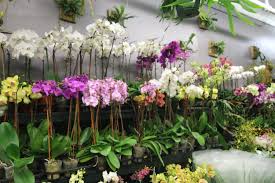 Maybe you would like to learn more about one of these? B Floral S Guide To The New York City Flower Market